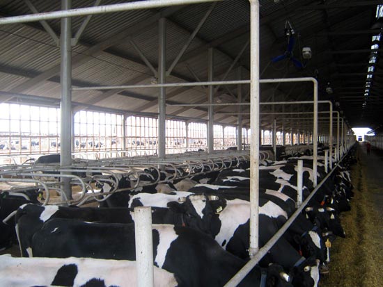 В 2009 году в эти «шалаши» разместили породистых коров