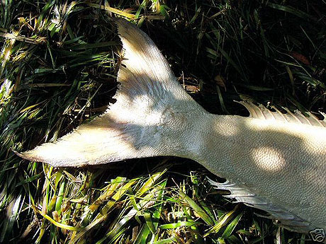 Житель штата Флорида называет это существо русалкой и утверждает, что нашёл его на безлюдном пляже. Покрытое чешуей туловище с головой и руками похоже на человеческое, но вместо ног растет рыбий хвост.